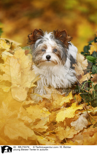 junger Biewer Terrier im Herbst / young Biewer Terrier in autumn / RR-75079