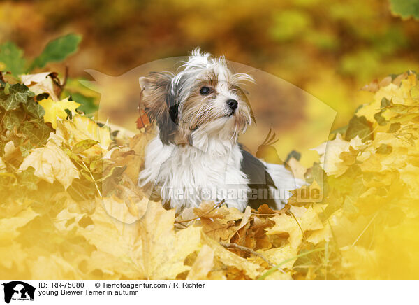 junger Biewer Terrier im Herbst / young Biewer Terrier in autumn / RR-75080