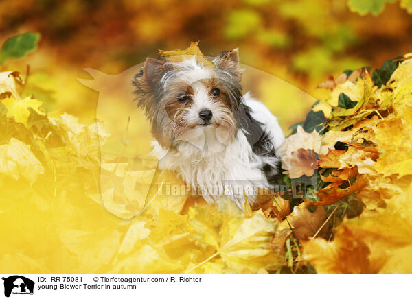 junger Biewer Terrier im Herbst / young Biewer Terrier in autumn / RR-75081