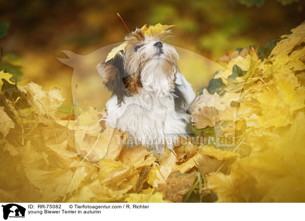 junger Biewer Terrier im Herbst / young Biewer Terrier in autumn / RR-75082