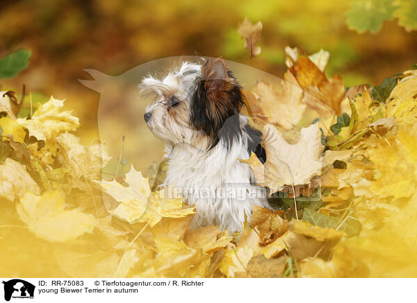 junger Biewer Terrier im Herbst / young Biewer Terrier in autumn / RR-75083