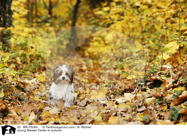 junger Biewer Terrier im Herbst / young Biewer Terrier in autumn / RR-75084