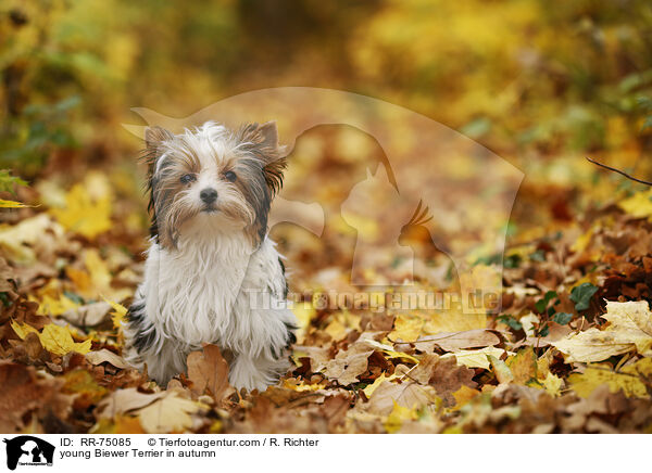 junger Biewer Terrier im Herbst / young Biewer Terrier in autumn / RR-75085