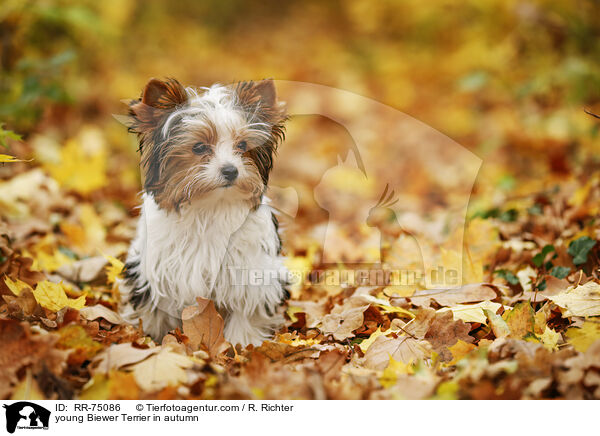 junger Biewer Terrier im Herbst / young Biewer Terrier in autumn / RR-75086