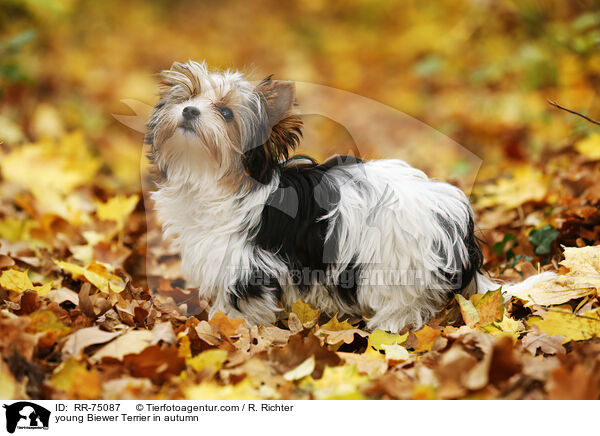 junger Biewer Terrier im Herbst / young Biewer Terrier in autumn / RR-75087