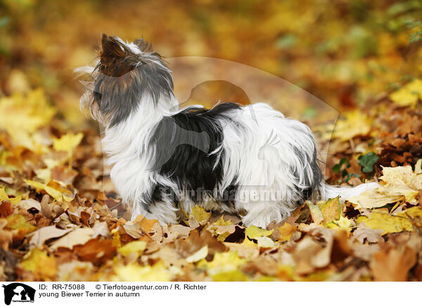 junger Biewer Terrier im Herbst / young Biewer Terrier in autumn / RR-75088