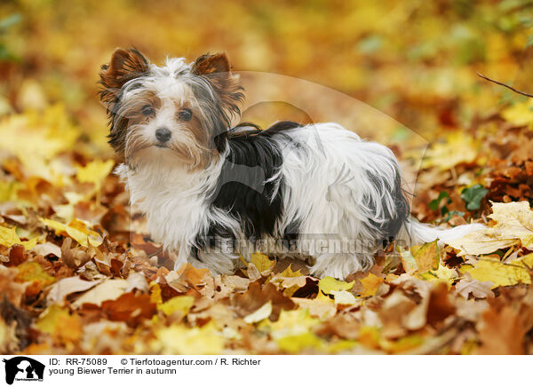 junger Biewer Terrier im Herbst / young Biewer Terrier in autumn / RR-75089