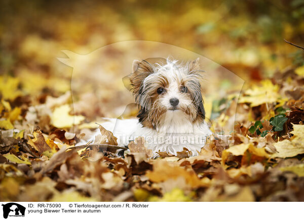 junger Biewer Terrier im Herbst / young Biewer Terrier in autumn / RR-75090