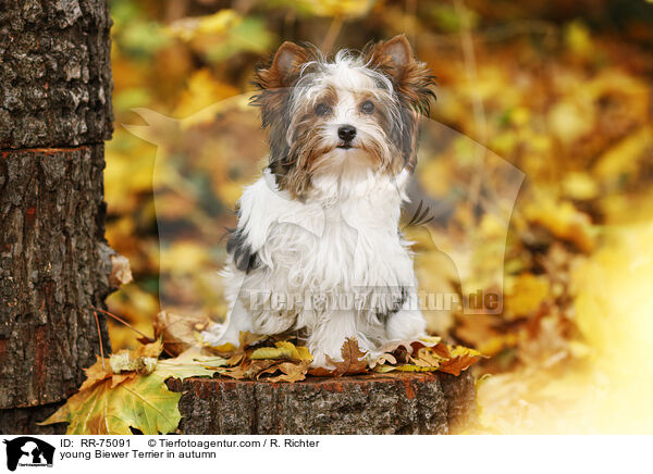 junger Biewer Terrier im Herbst / young Biewer Terrier in autumn / RR-75091