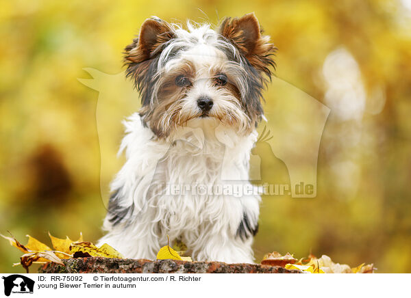 junger Biewer Terrier im Herbst / young Biewer Terrier in autumn / RR-75092