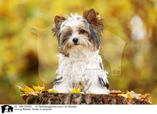 junger Biewer Terrier im Herbst / young Biewer Terrier in autumn / RR-75093