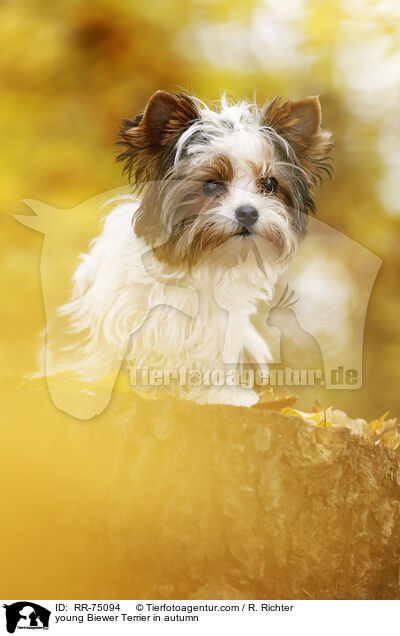 junger Biewer Terrier im Herbst / young Biewer Terrier in autumn / RR-75094