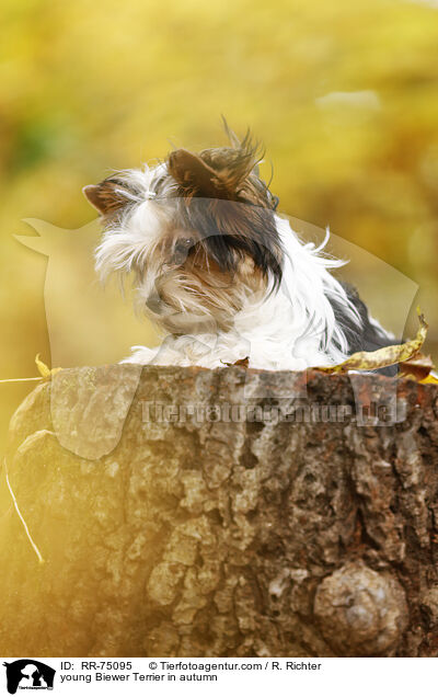 junger Biewer Terrier im Herbst / young Biewer Terrier in autumn / RR-75095