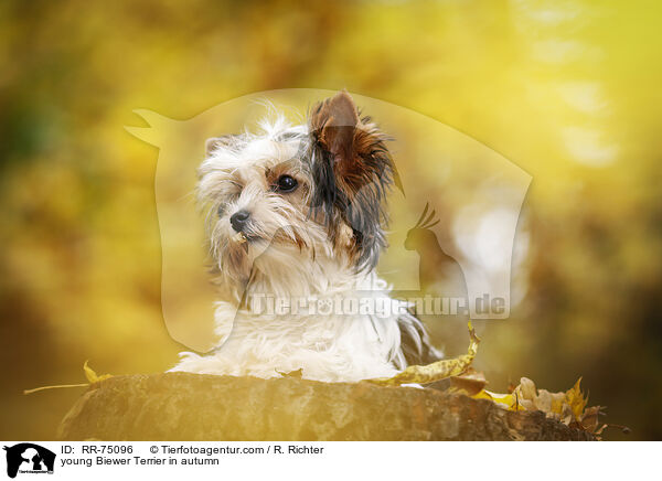 junger Biewer Terrier im Herbst / young Biewer Terrier in autumn / RR-75096