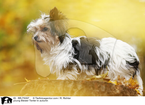junger Biewer Terrier im Herbst / young Biewer Terrier in autumn / RR-75097