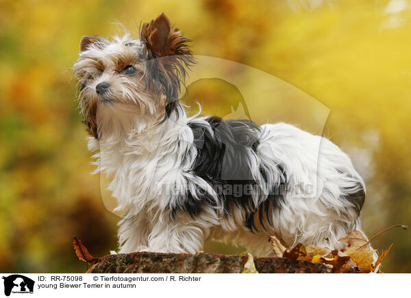 junger Biewer Terrier im Herbst / young Biewer Terrier in autumn / RR-75098