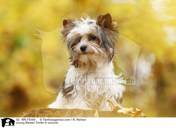 junger Biewer Terrier im Herbst / young Biewer Terrier in autumn / RR-75099