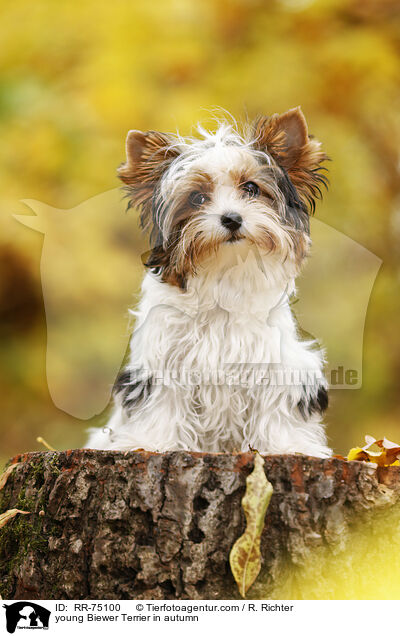 junger Biewer Terrier im Herbst / young Biewer Terrier in autumn / RR-75100