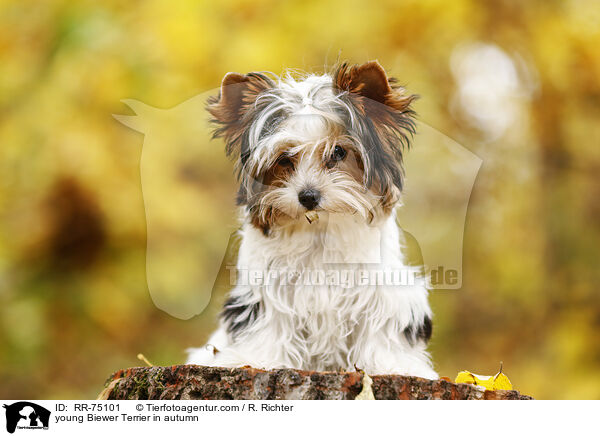 junger Biewer Terrier im Herbst / young Biewer Terrier in autumn / RR-75101