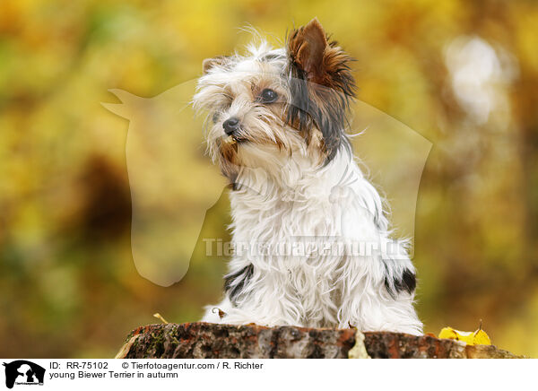 junger Biewer Terrier im Herbst / young Biewer Terrier in autumn / RR-75102
