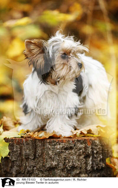 junger Biewer Terrier im Herbst / young Biewer Terrier in autumn / RR-75103