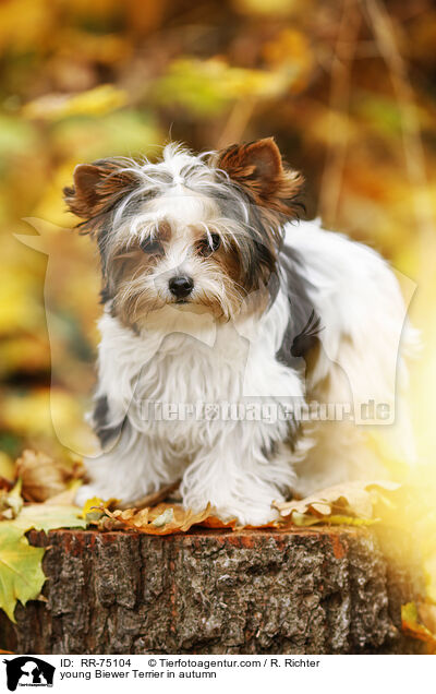 junger Biewer Terrier im Herbst / young Biewer Terrier in autumn / RR-75104