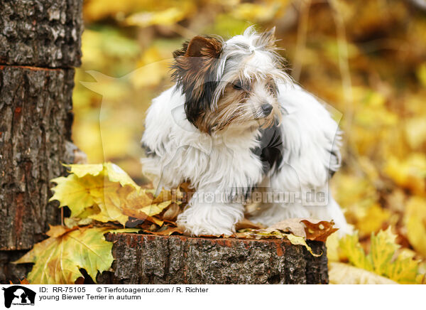 junger Biewer Terrier im Herbst / young Biewer Terrier in autumn / RR-75105