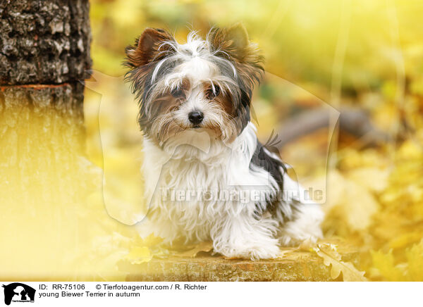 junger Biewer Terrier im Herbst / young Biewer Terrier in autumn / RR-75106