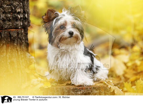 junger Biewer Terrier im Herbst / young Biewer Terrier in autumn / RR-75107