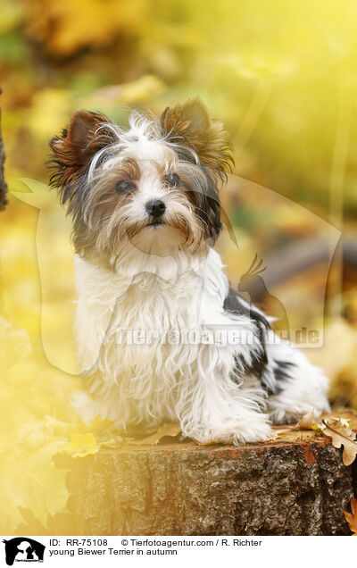 junger Biewer Terrier im Herbst / young Biewer Terrier in autumn / RR-75108