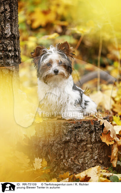 junger Biewer Terrier im Herbst / young Biewer Terrier in autumn / RR-75109