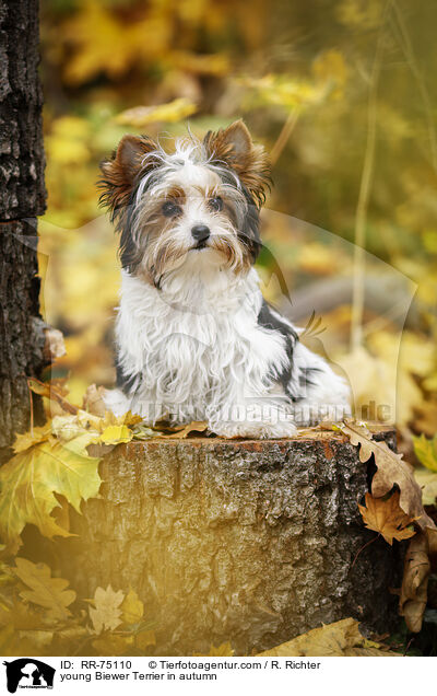 junger Biewer Terrier im Herbst / young Biewer Terrier in autumn / RR-75110