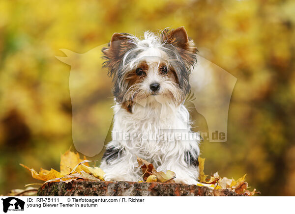 junger Biewer Terrier im Herbst / young Biewer Terrier in autumn / RR-75111