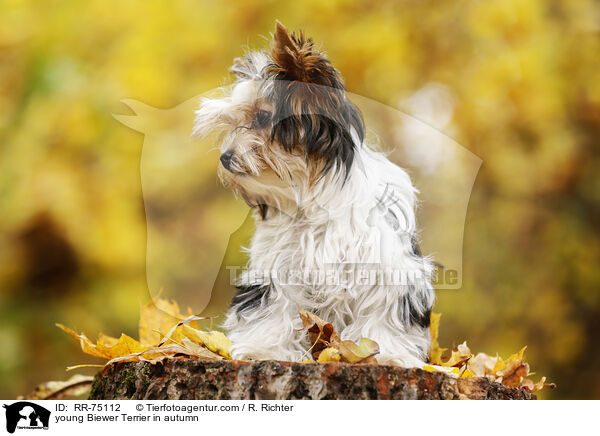 junger Biewer Terrier im Herbst / young Biewer Terrier in autumn / RR-75112