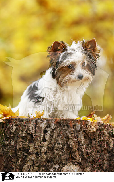 junger Biewer Terrier im Herbst / young Biewer Terrier in autumn / RR-75113