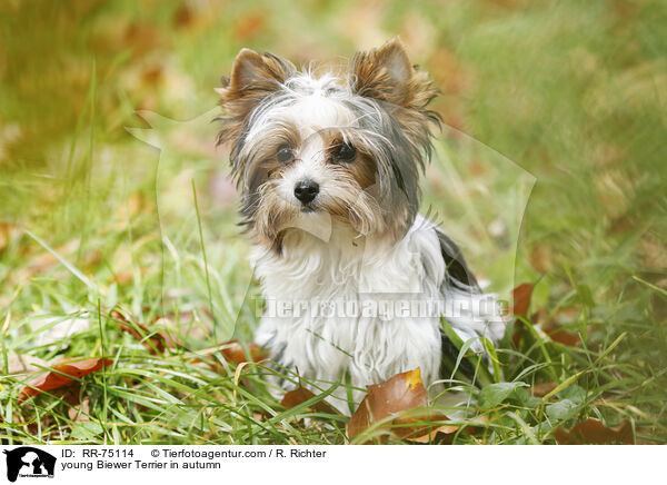 junger Biewer Terrier im Herbst / young Biewer Terrier in autumn / RR-75114