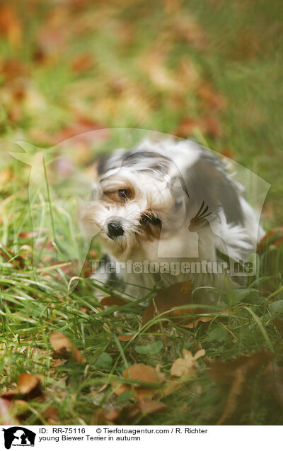 junger Biewer Terrier im Herbst / young Biewer Terrier in autumn / RR-75116