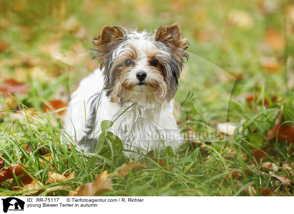 junger Biewer Terrier im Herbst / young Biewer Terrier in autumn / RR-75117