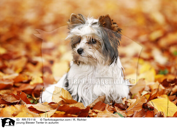 junger Biewer Terrier im Herbst / young Biewer Terrier in autumn / RR-75118