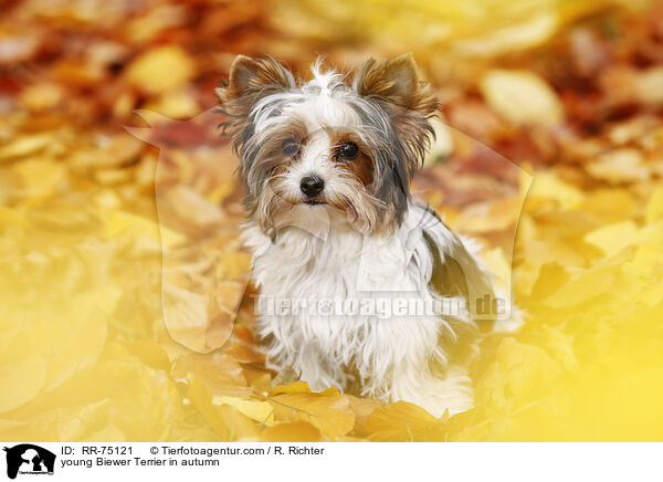 junger Biewer Terrier im Herbst / young Biewer Terrier in autumn / RR-75121