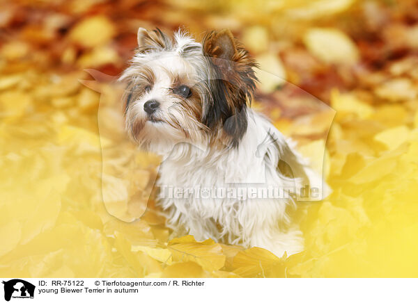 junger Biewer Terrier im Herbst / young Biewer Terrier in autumn / RR-75122