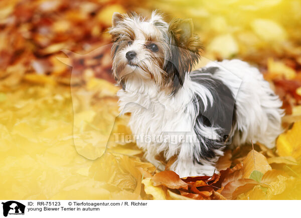 junger Biewer Terrier im Herbst / young Biewer Terrier in autumn / RR-75123