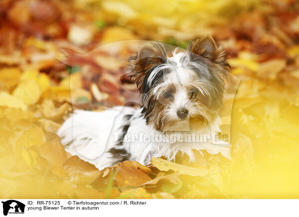 junger Biewer Terrier im Herbst / young Biewer Terrier in autumn / RR-75125
