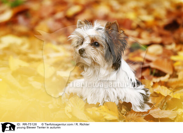 junger Biewer Terrier im Herbst / young Biewer Terrier in autumn / RR-75126