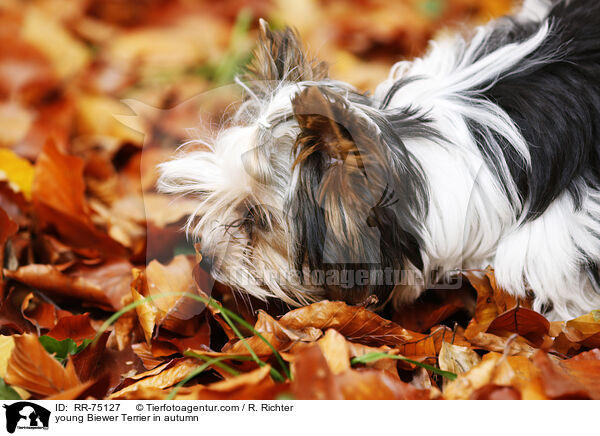 junger Biewer Terrier im Herbst / young Biewer Terrier in autumn / RR-75127