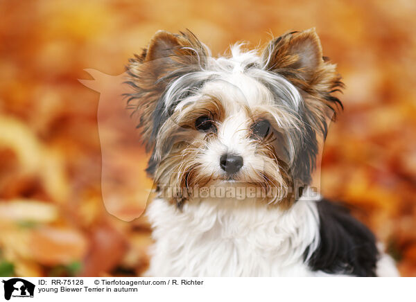junger Biewer Terrier im Herbst / young Biewer Terrier in autumn / RR-75128