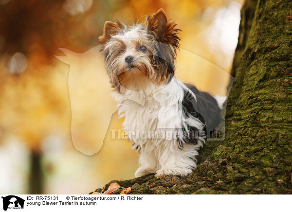 junger Biewer Terrier im Herbst / young Biewer Terrier in autumn / RR-75131