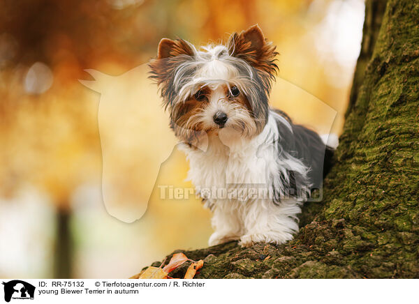 junger Biewer Terrier im Herbst / young Biewer Terrier in autumn / RR-75132