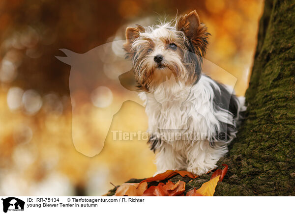 junger Biewer Terrier im Herbst / young Biewer Terrier in autumn / RR-75134
