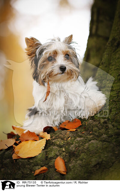 junger Biewer Terrier im Herbst / young Biewer Terrier in autumn / RR-75135